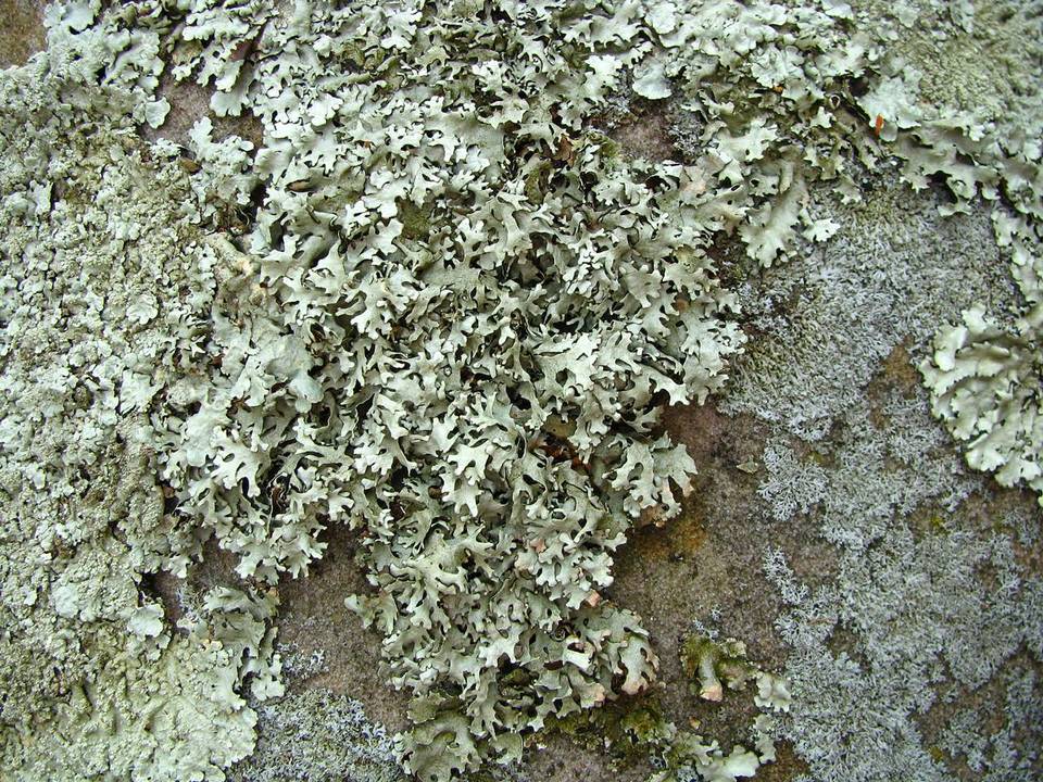 Xanthoparmelia angustiphylla image