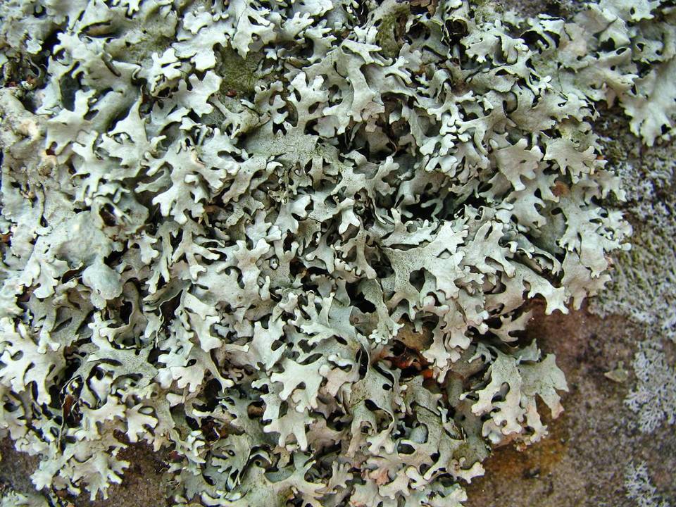 Xanthoparmelia angustiphylla image