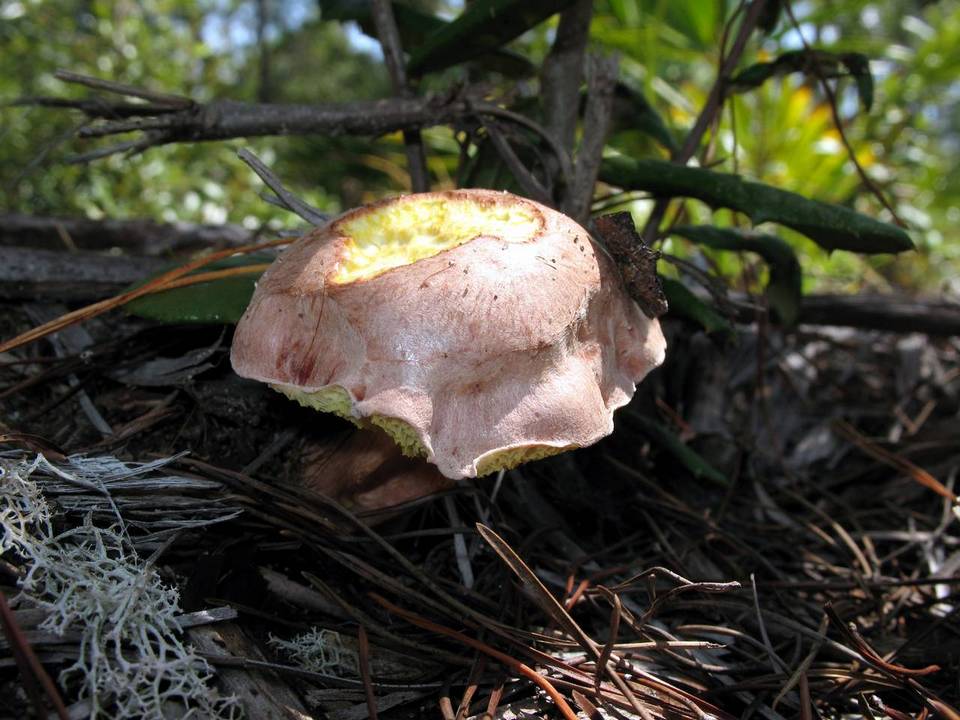 Aureoboletus abruptibulbus image