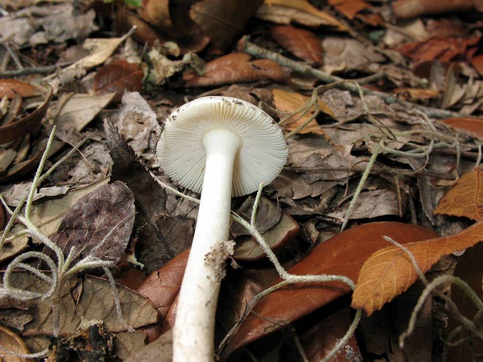 Amanita cylindrispora image