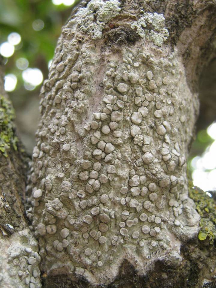 Dirina ceratoniae image