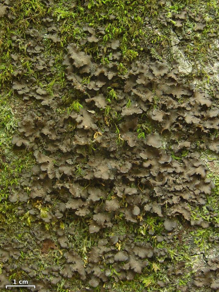 Sticta carolinensis image