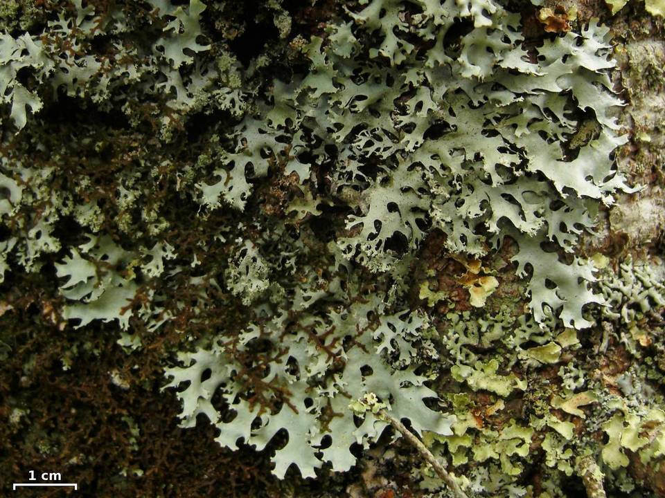 Hypotrachyna rachista image