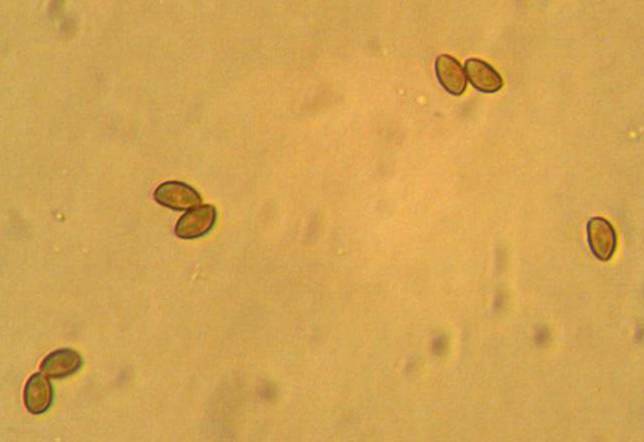 Galerina mammillata image