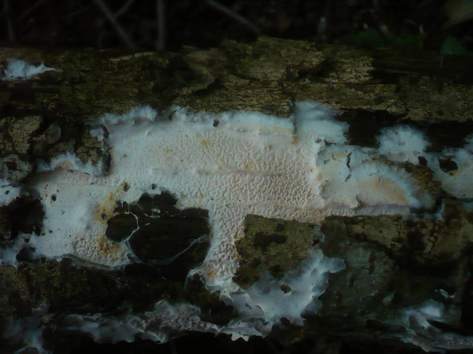 Ceraceomyces serpens image