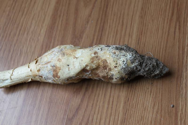 Amanita ravenelii image