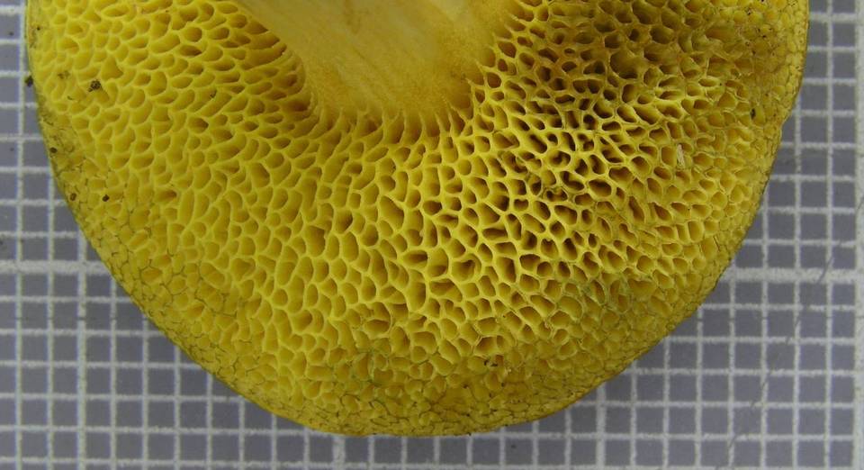 Boletus subfraternus image