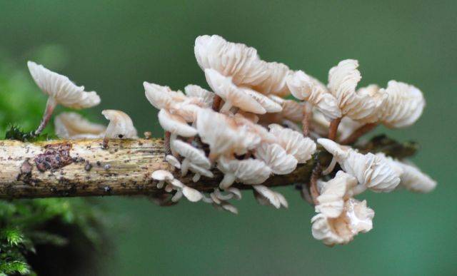 Marasmiellus ramealis image