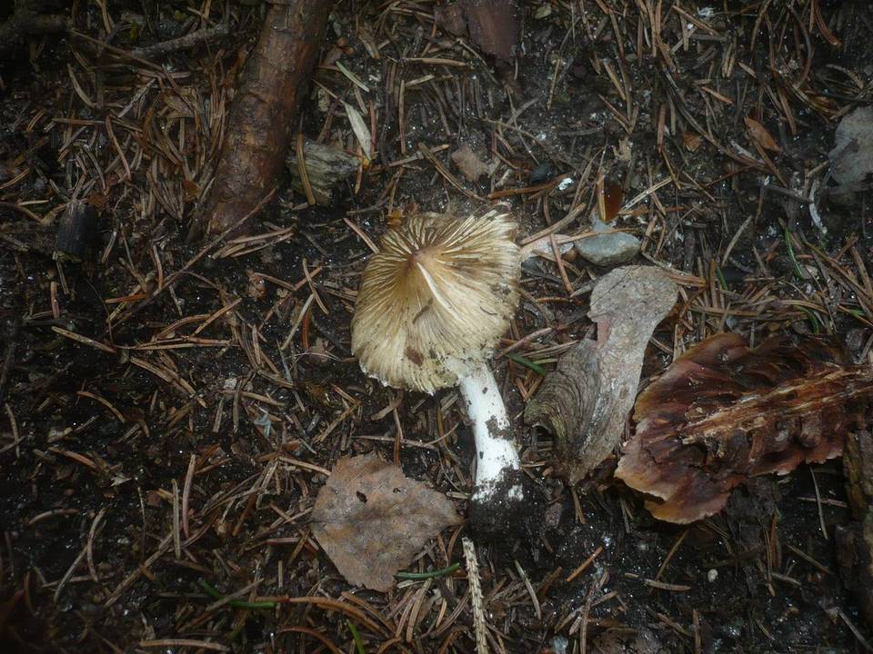 Inocybe cookei image
