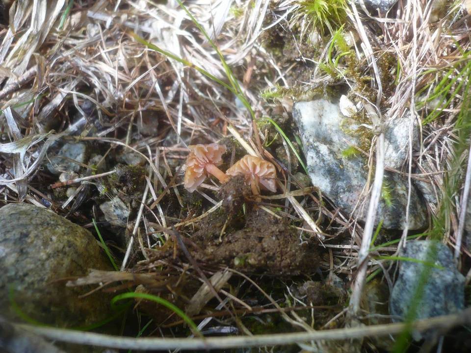 Laccaria montana image