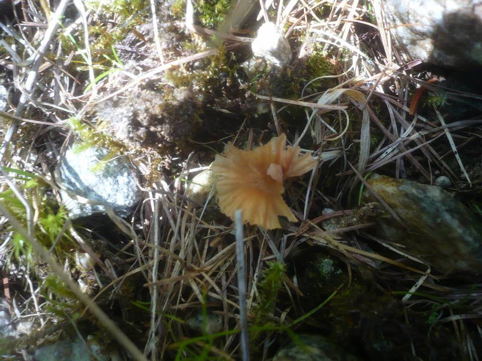 Laccaria montana image