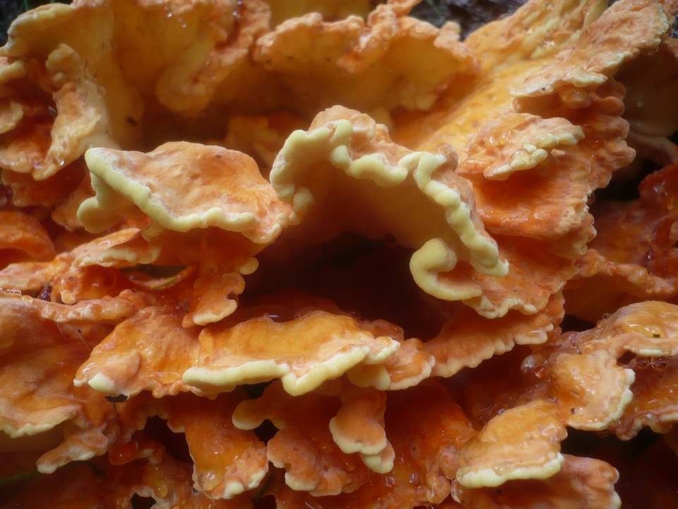 Laetiporus montanus image