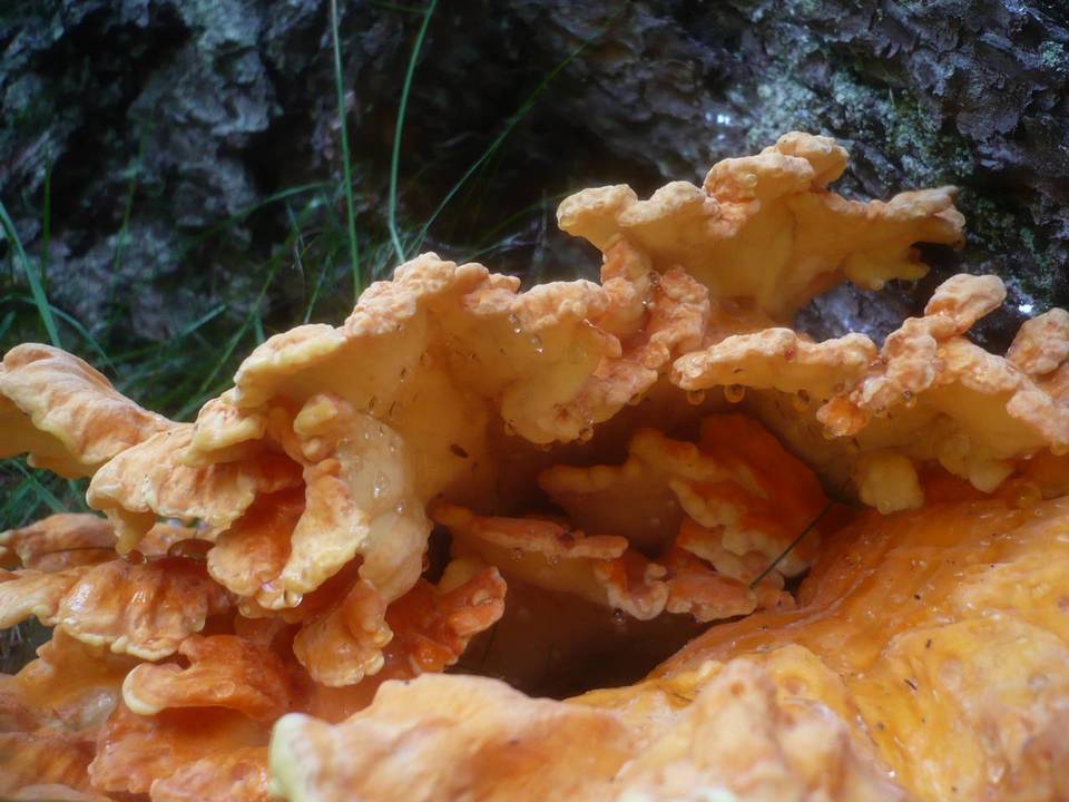 Laetiporus montanus image
