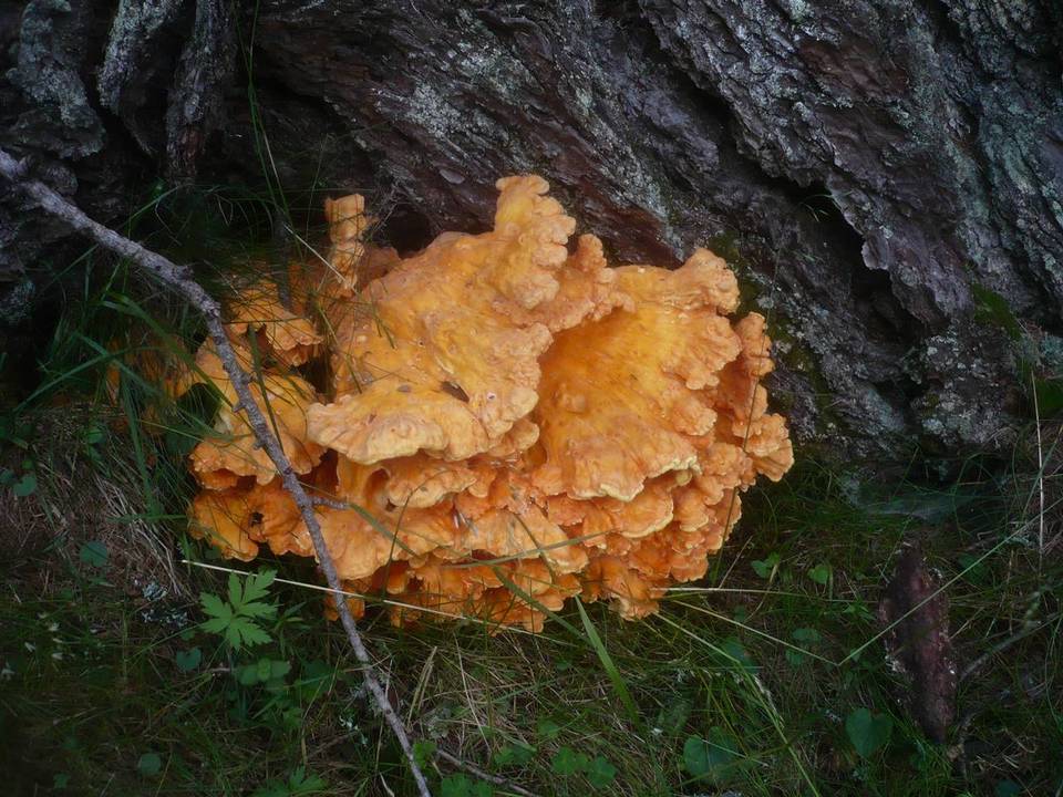 Laetiporus montanus image