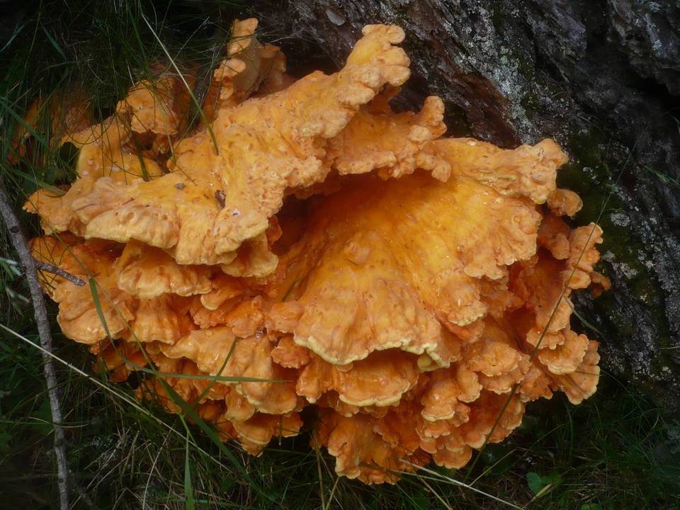 Laetiporus montanus image