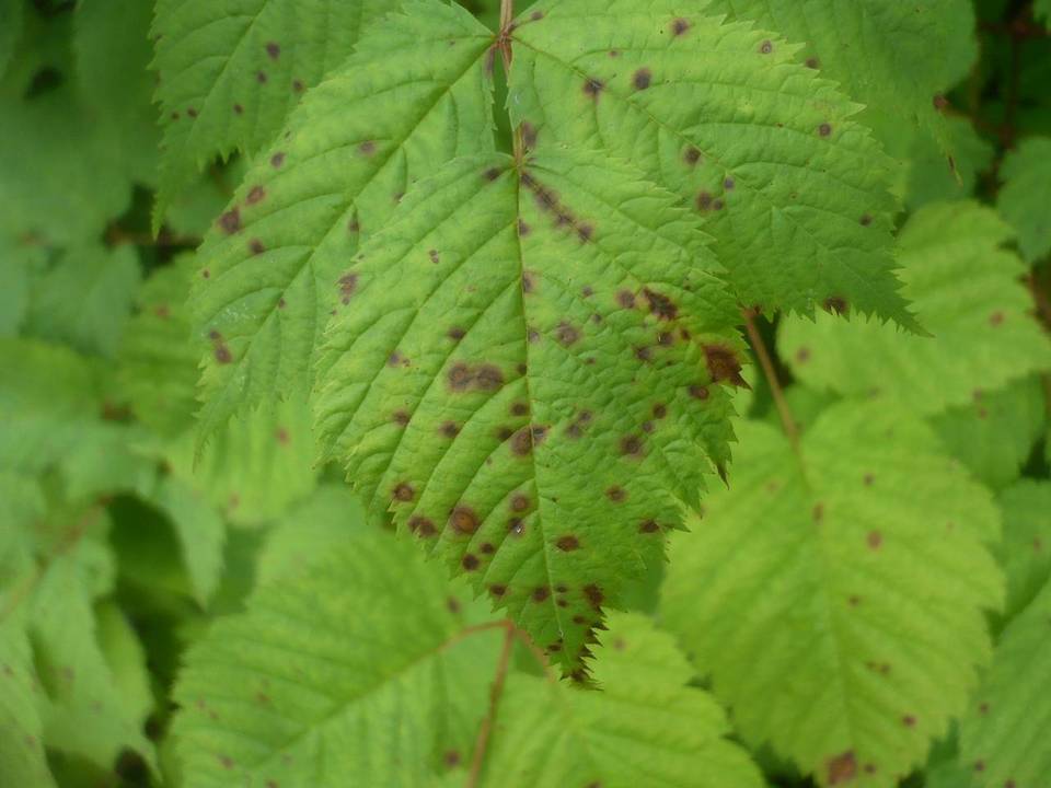Ramularia spiraeae-arunci image