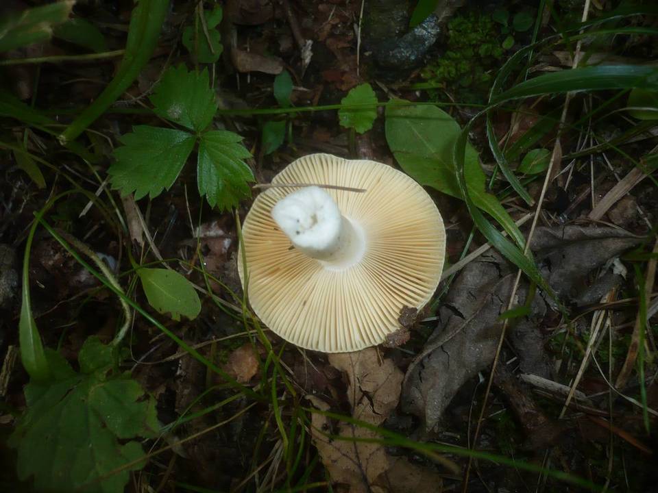 Russula acetolens image