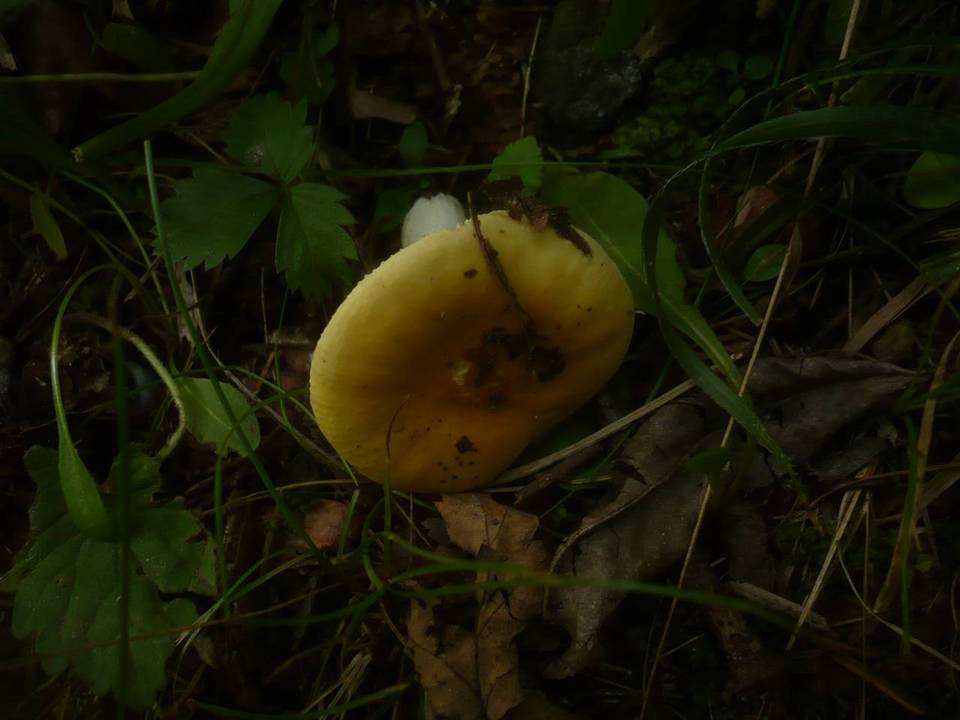 Russula acetolens image