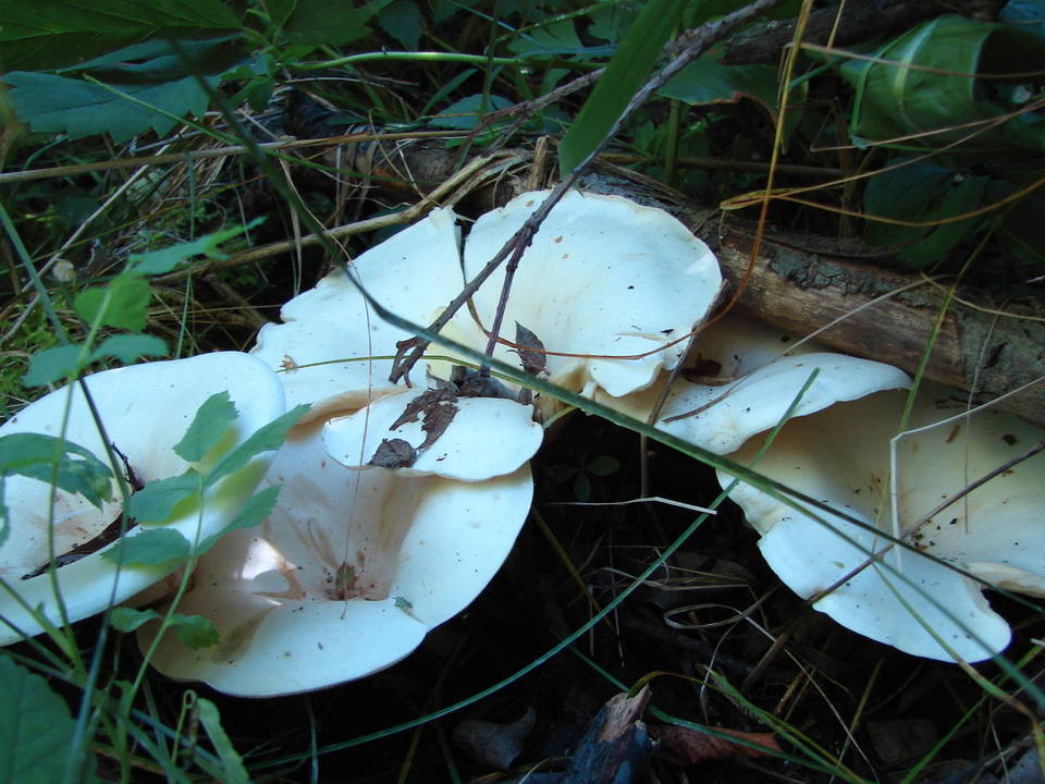Infundibulicybe geotropa image