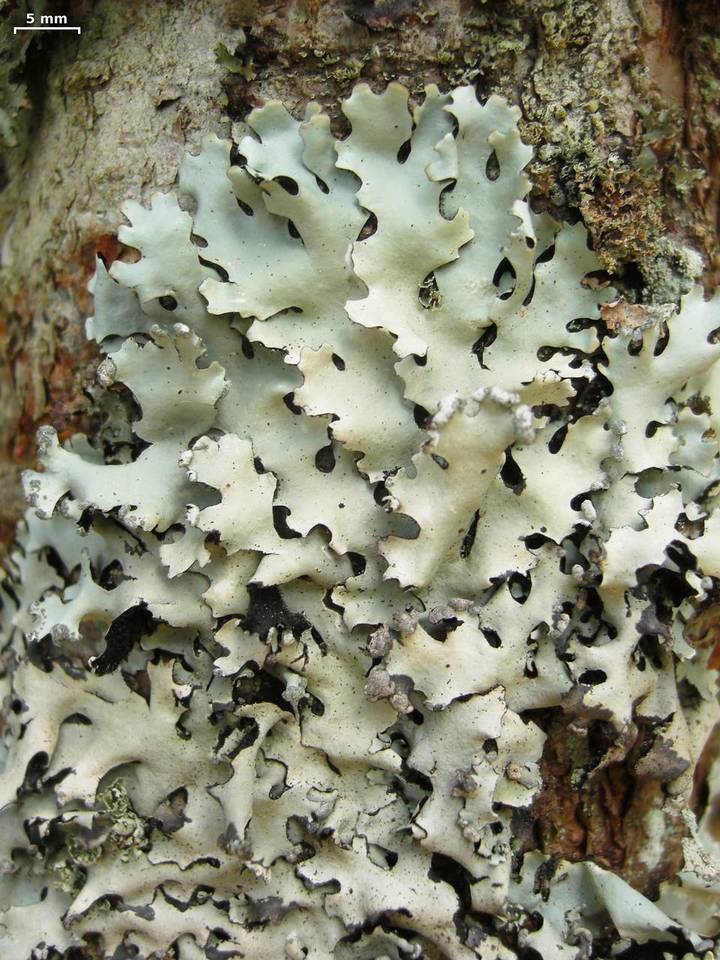 Hypotrachyna gondylophora image