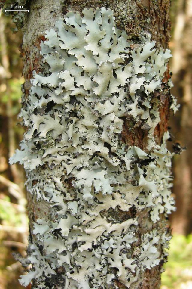Hypotrachyna gondylophora image