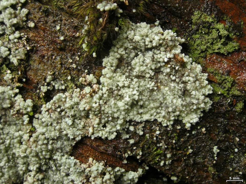 Lepraria lanata image