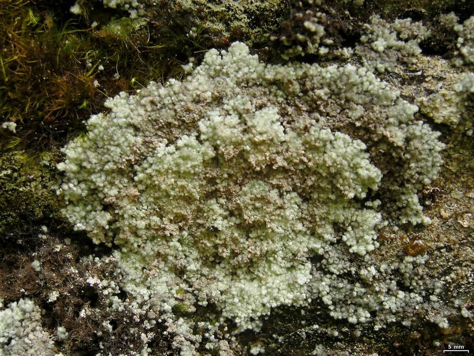 Lepraria lanata image