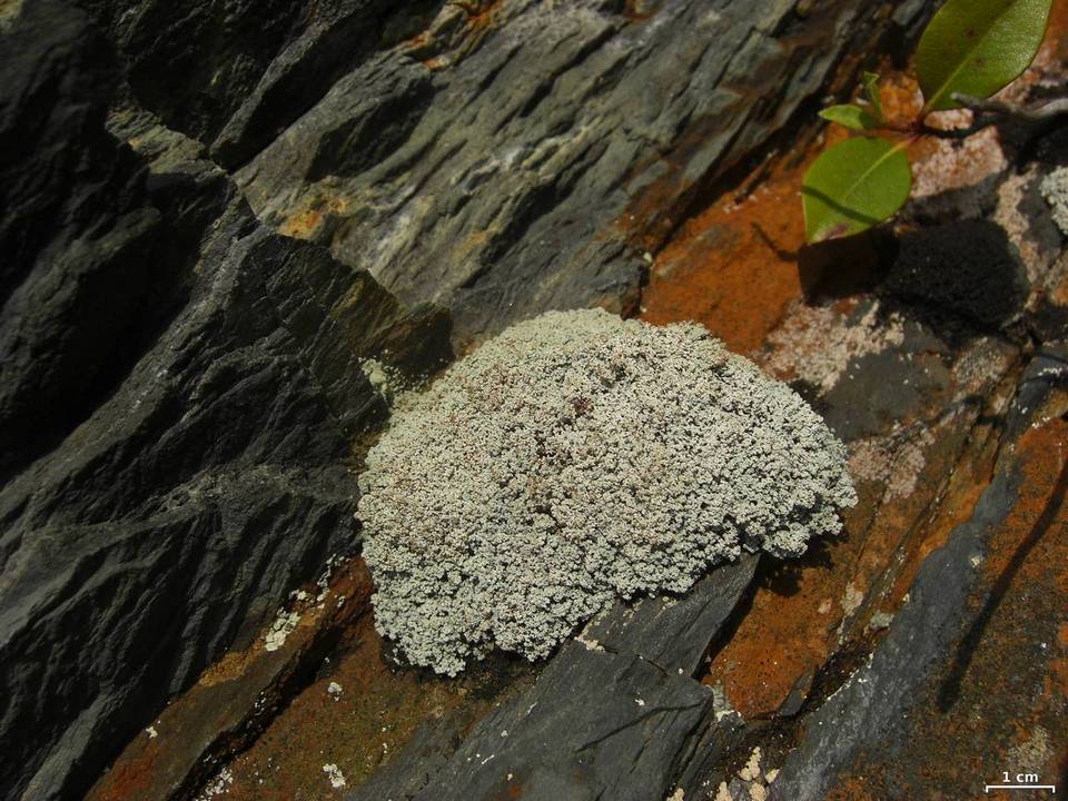 Stereocaulon dactylophyllum image
