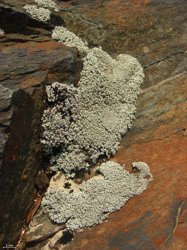 Stereocaulon dactylophyllum image