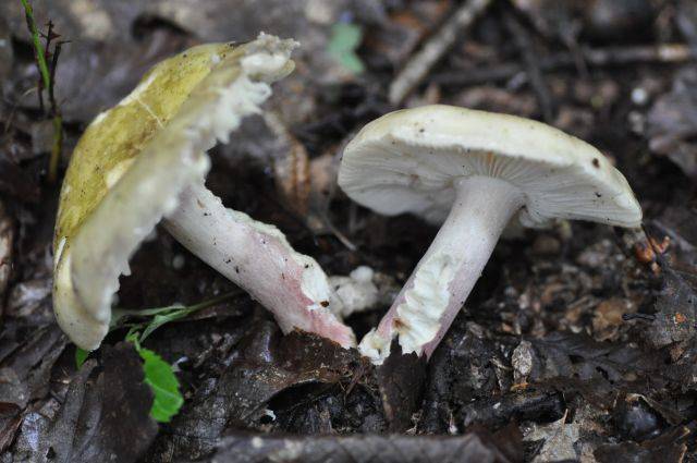 Russula violeipes image