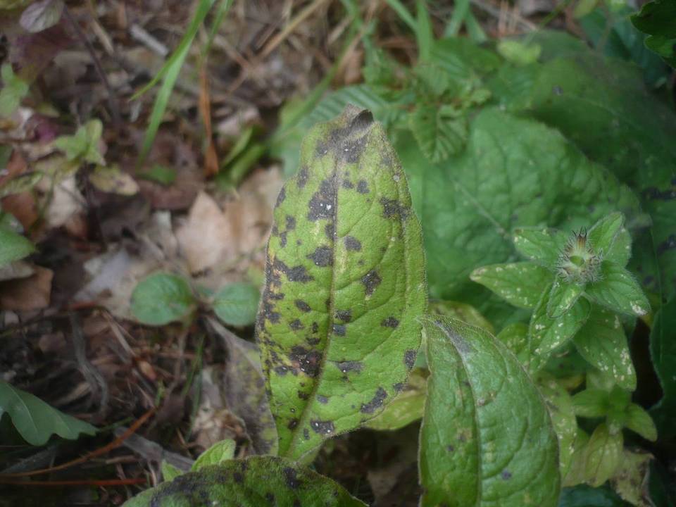 Ramularia knautiae image