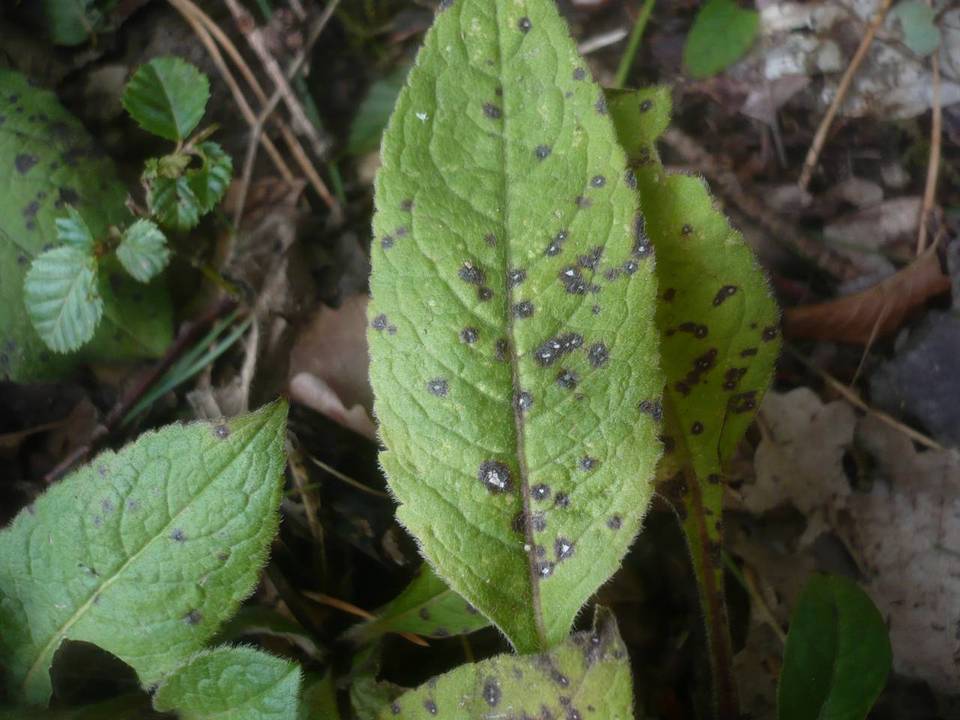 Ramularia knautiae image