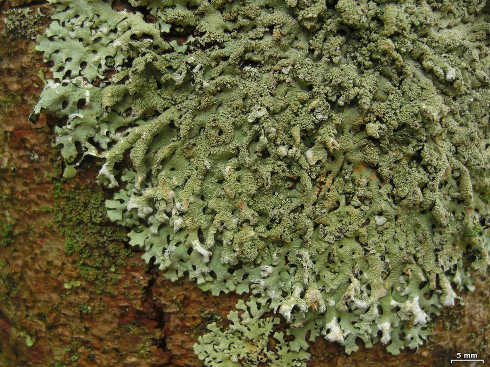Hypotrachyna croceopustulata image