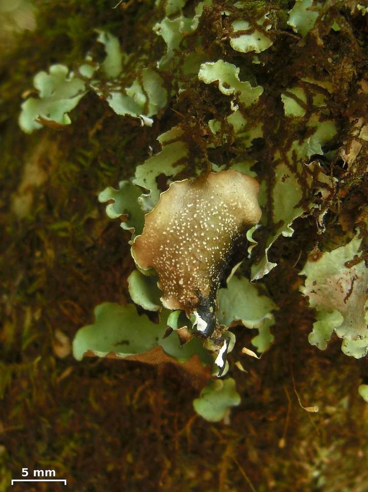 Cetrelia monachorum image