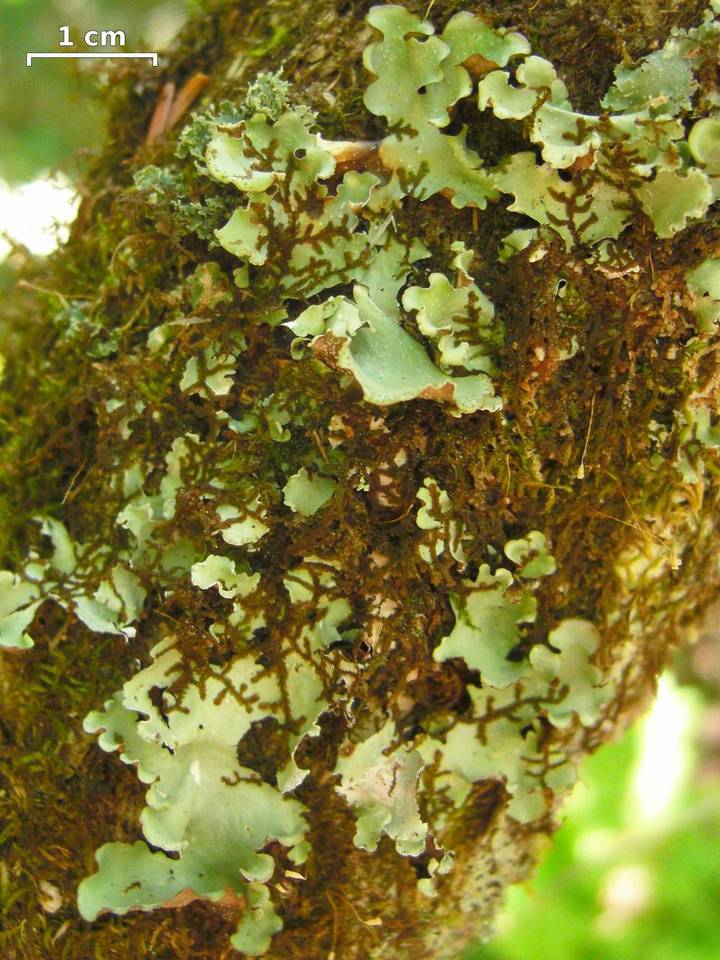 Cetrelia monachorum image