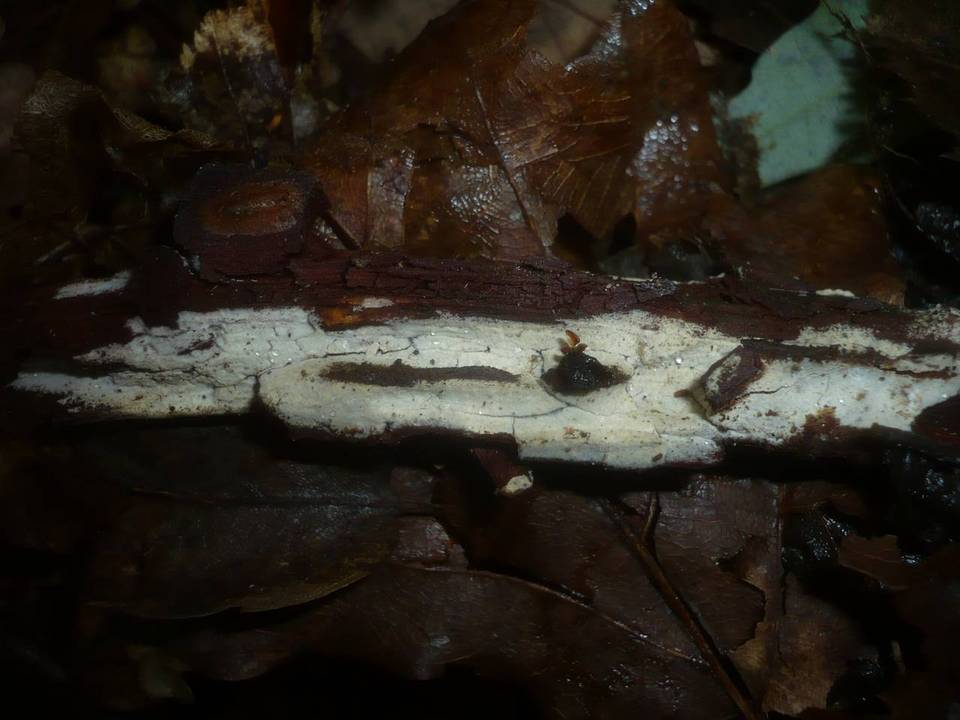 Tubulicrinis gracillimus image