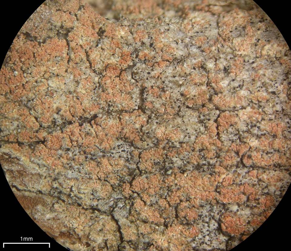 Phlyctis speirea image