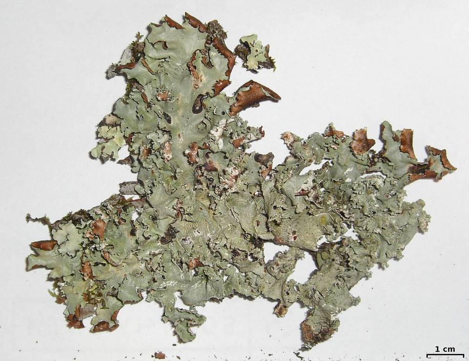 Canomaculina subsumpta image