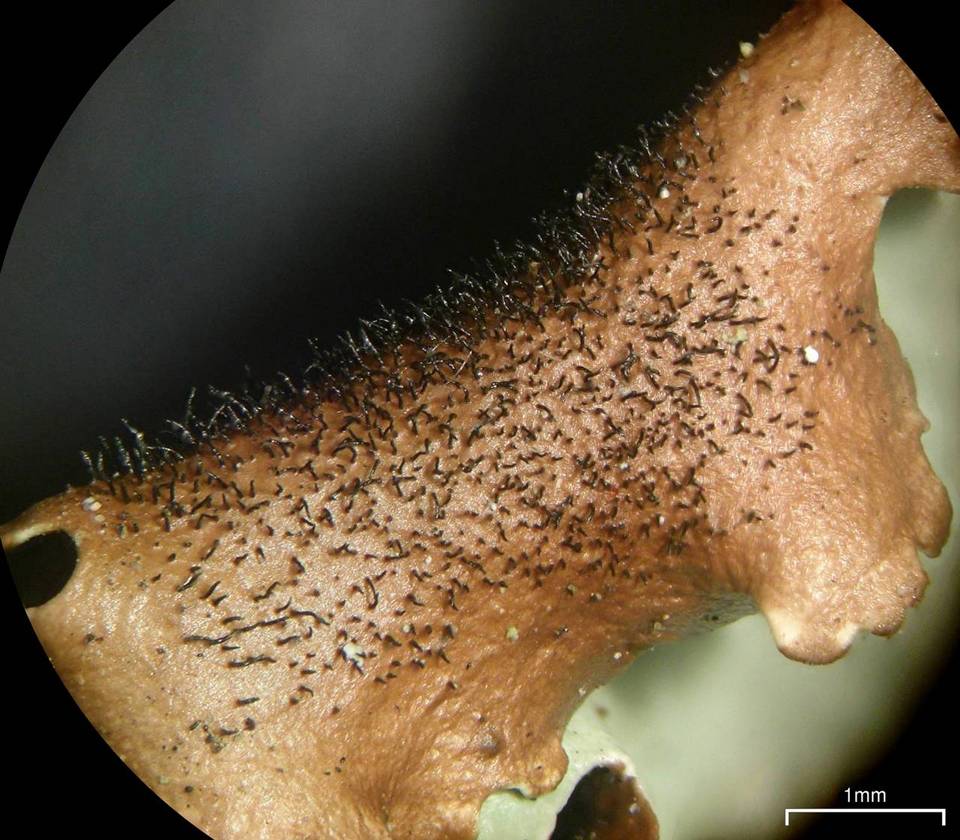 Canomaculina subsumpta image