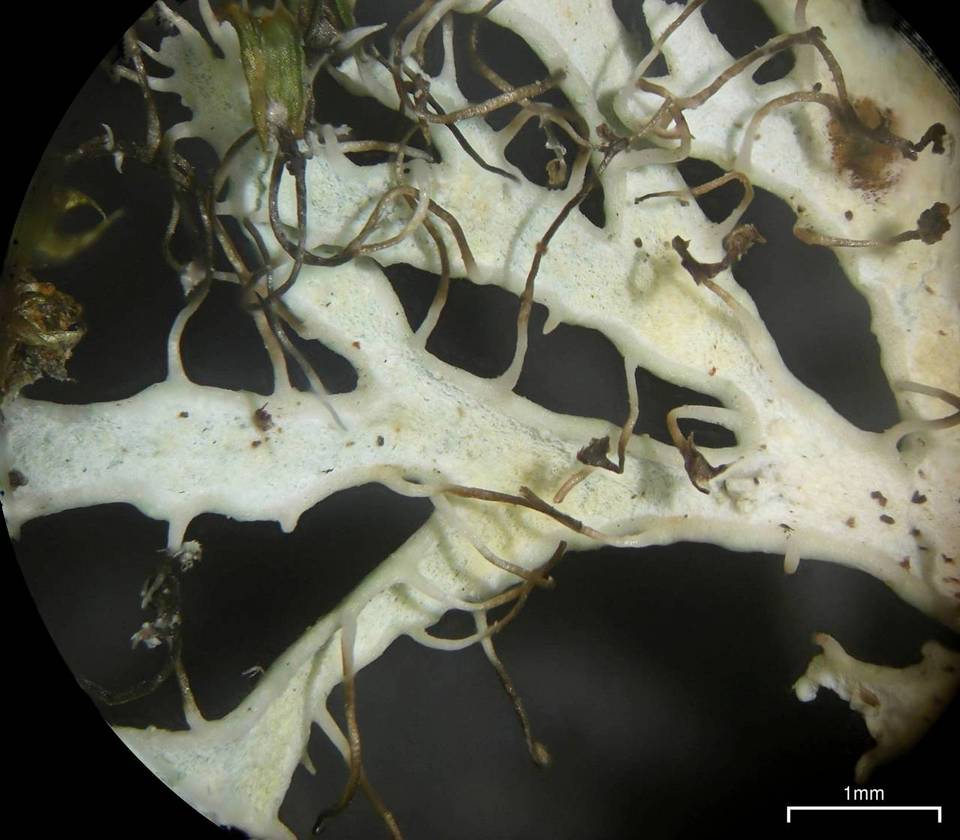 Heterodermia appalachensis image