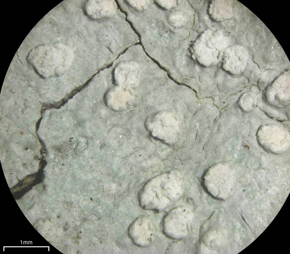 Varicellaria velata image