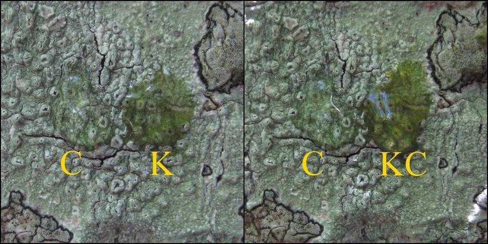 Pertusaria leioplaca image