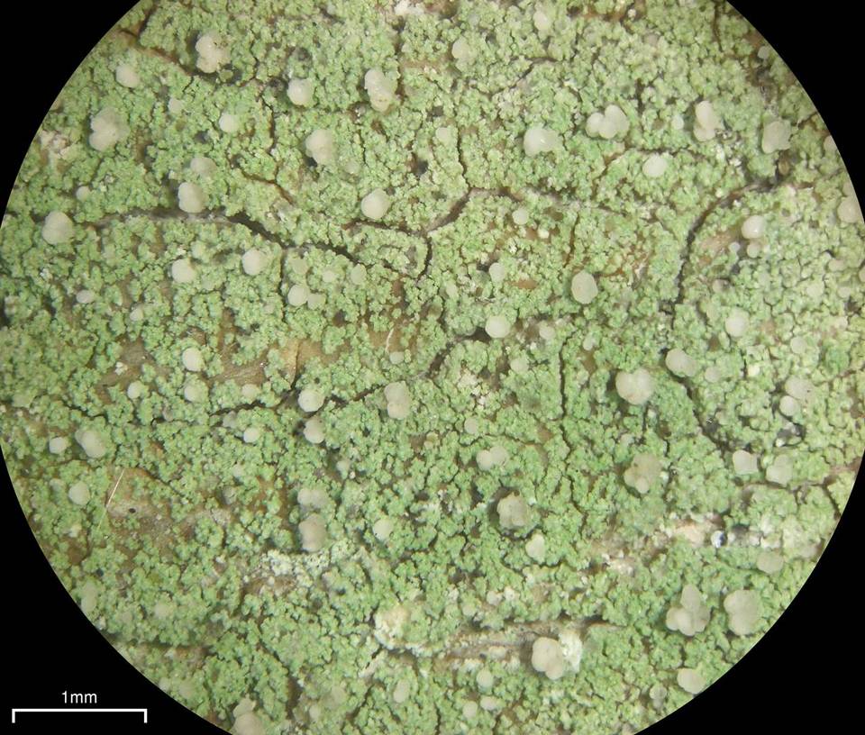 Scoliciosporum pruinosum image