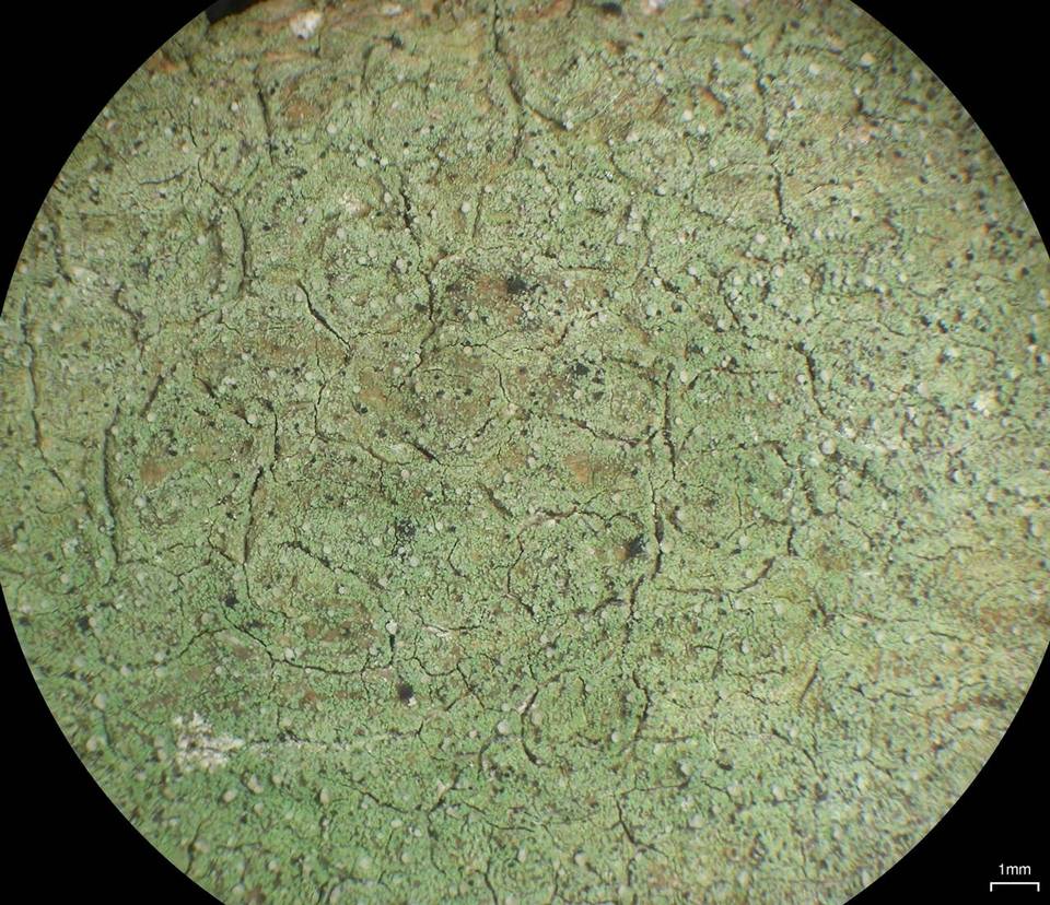 Scoliciosporum pruinosum image