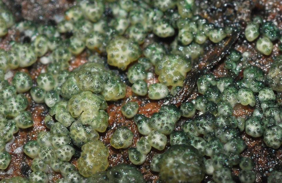 Hypocrea chromosperma image