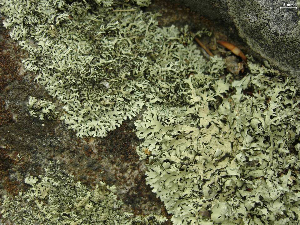 Xanthoparmelia monticola image