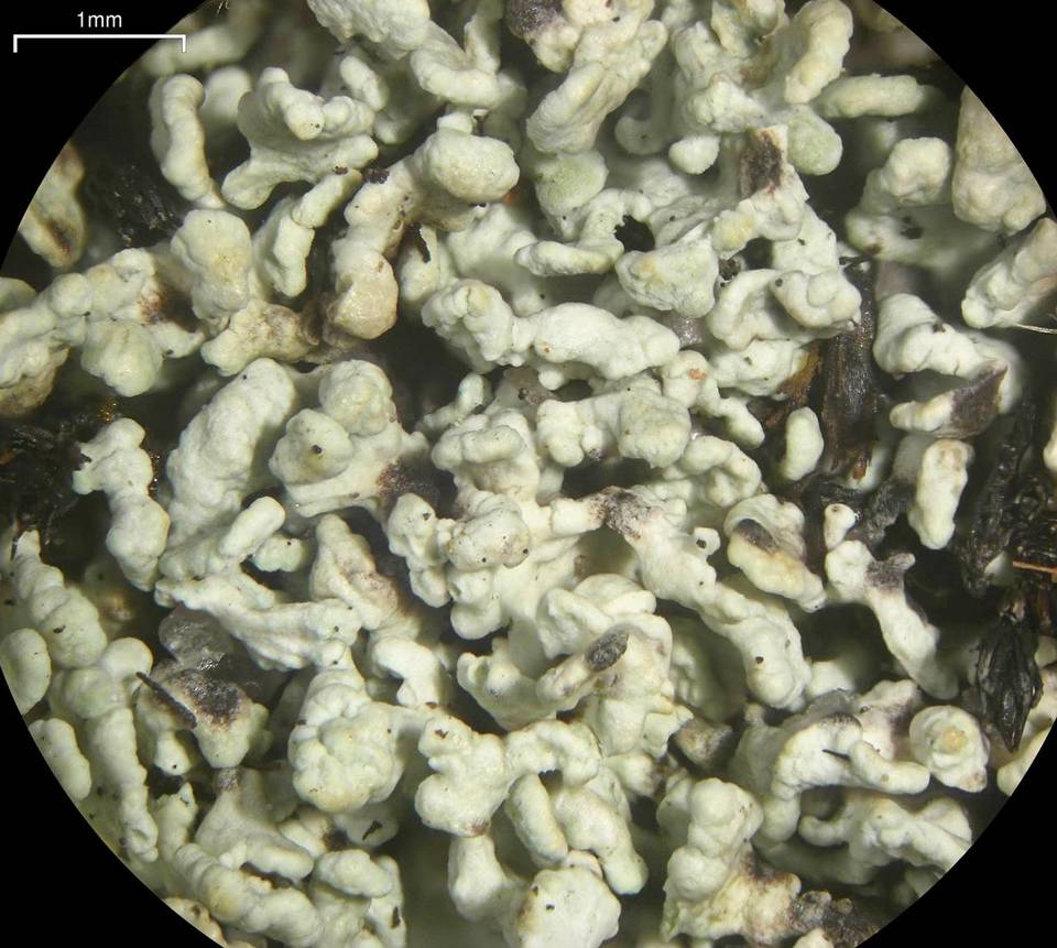 Cladonia coccifera image