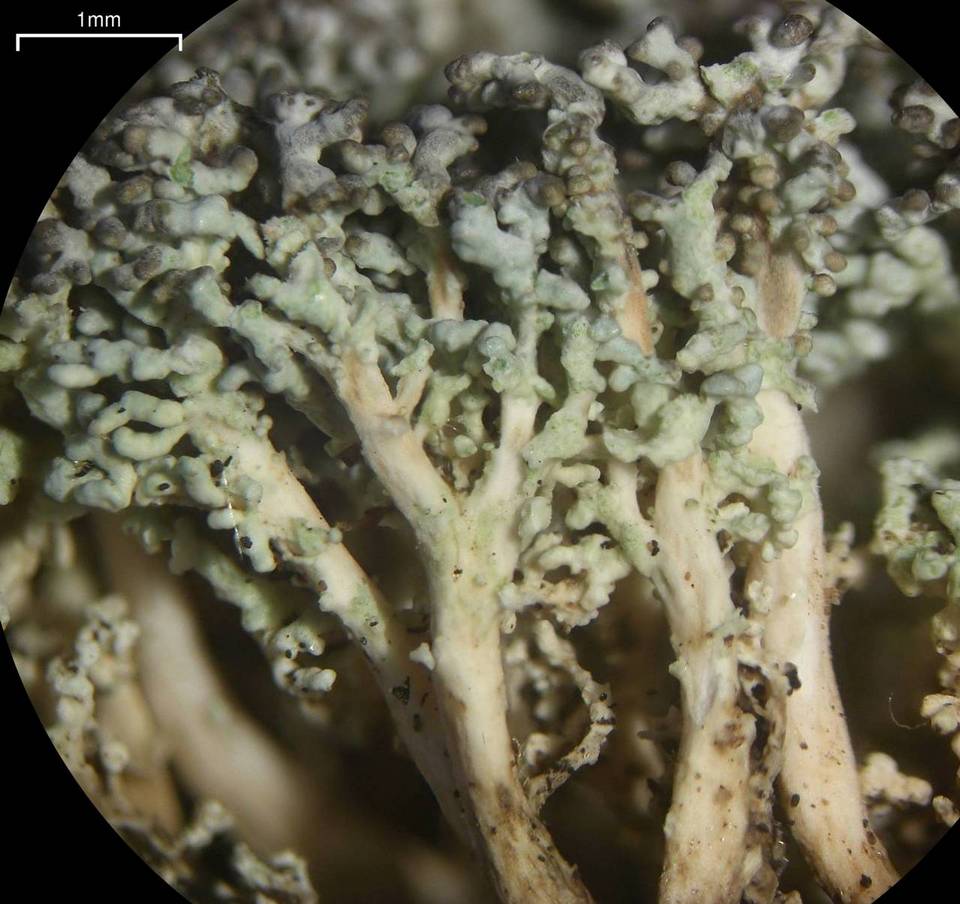 Stereocaulon tennesseense image