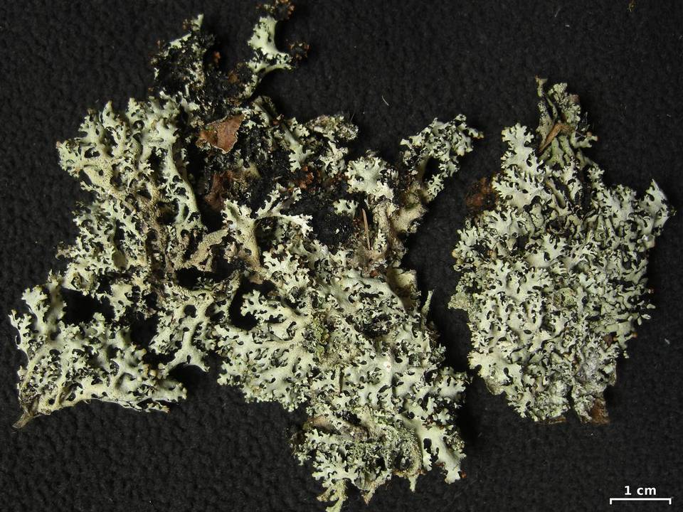 Hypotrachyna virginica image