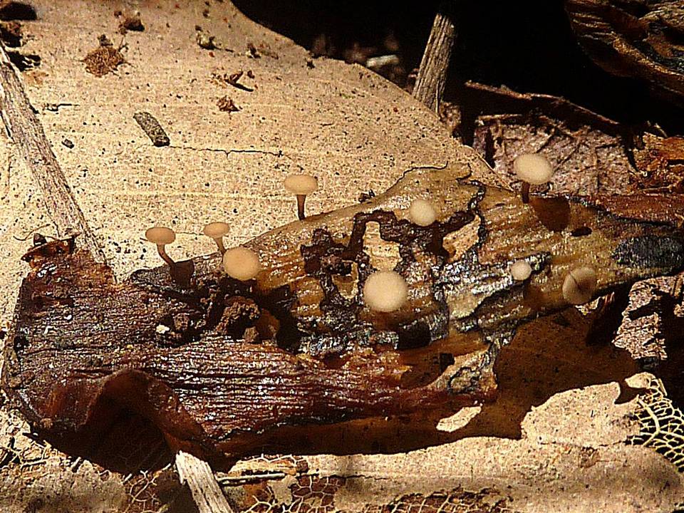 Cudoniella clavus image